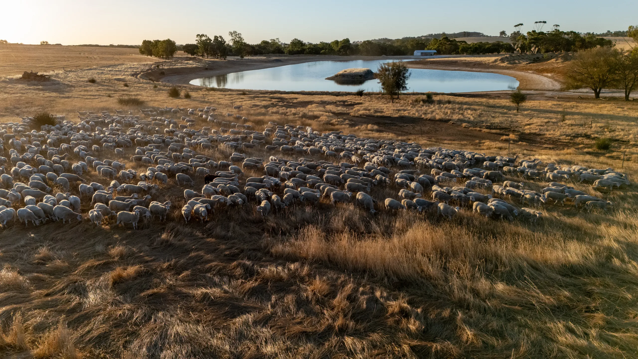 Aerial view of the UltraWhite flock grazing beside the dam at Hillcroft Farms