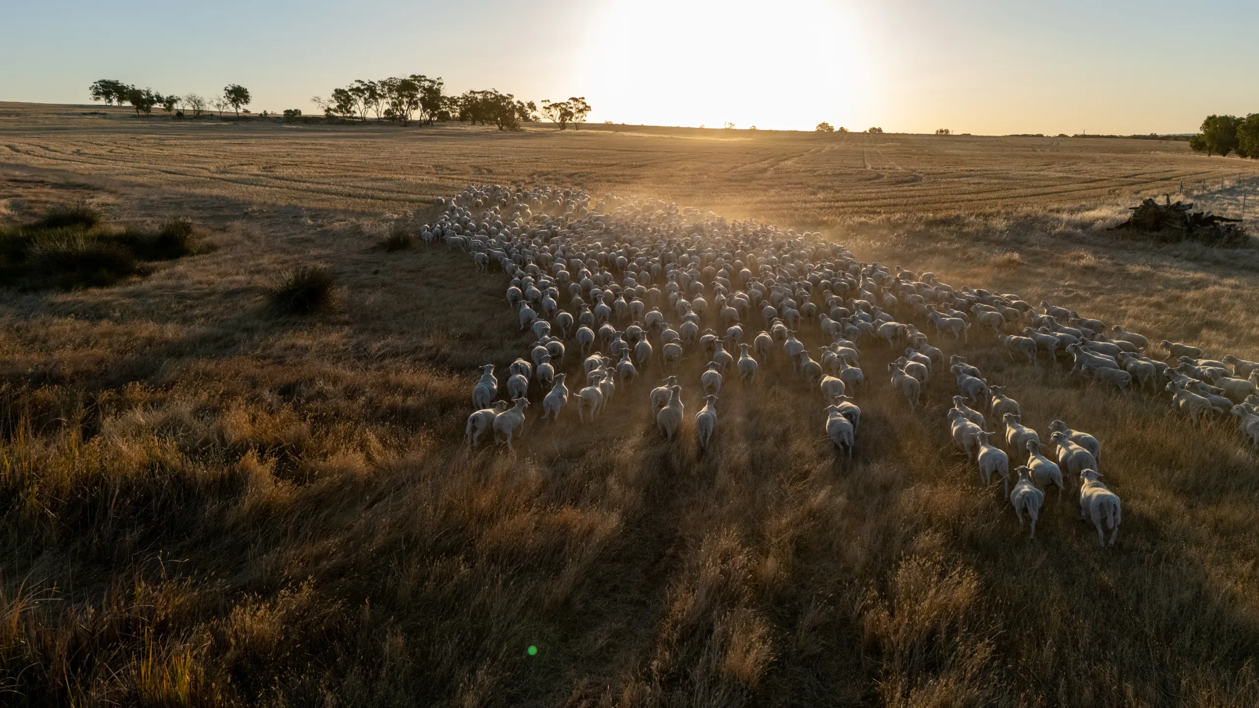 UltraWhite flock moving across stubble paddock at sunrise