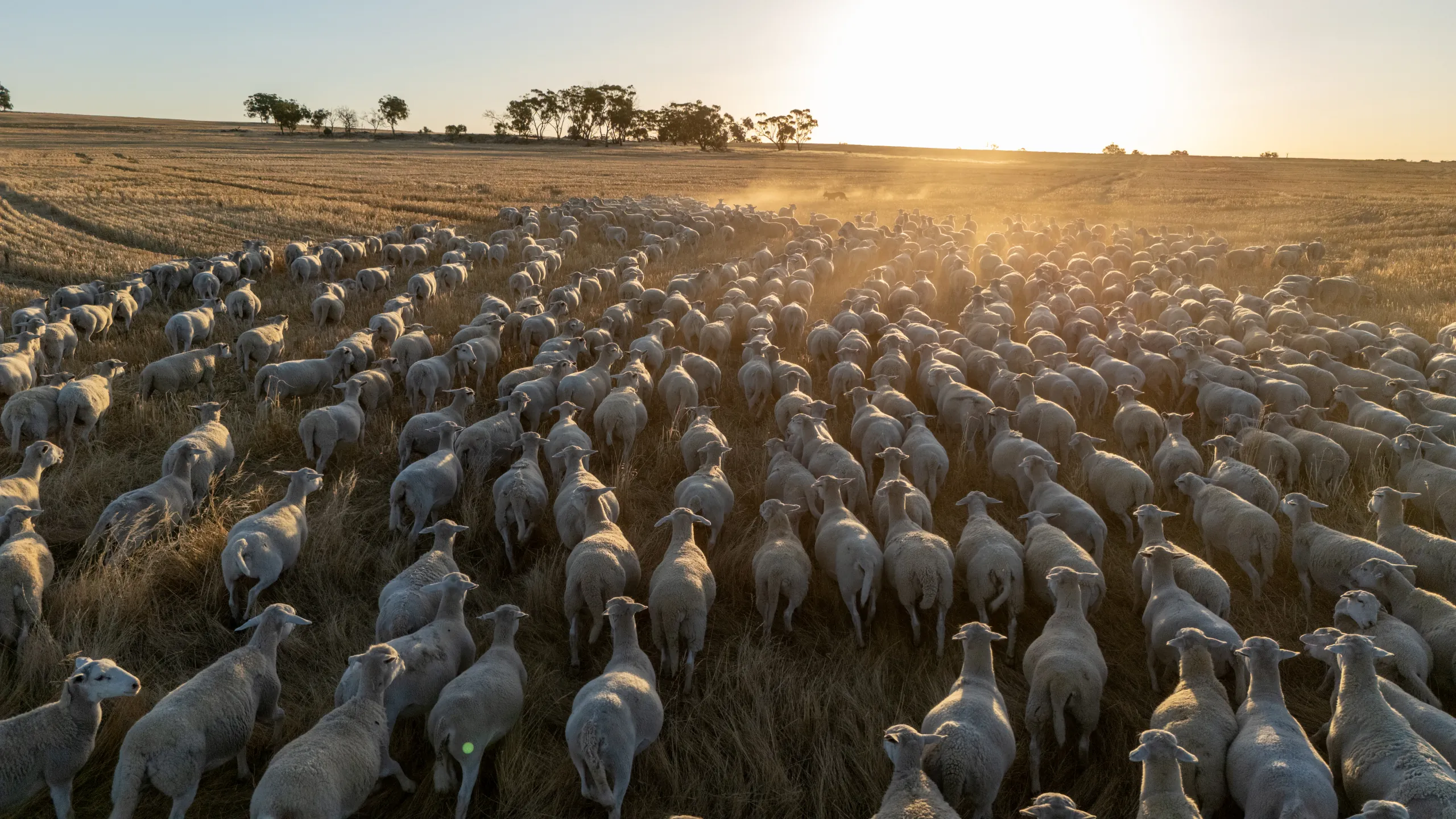 Aerial view of the UltraWhite flock at sunrise across the Hillcroft paddocks
