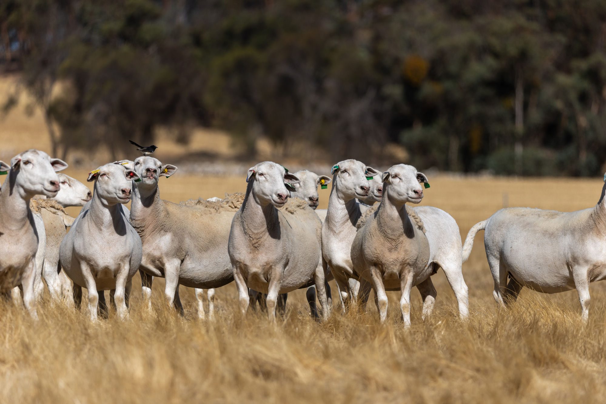 A line of UltraWhite ewes standing in a paddock
