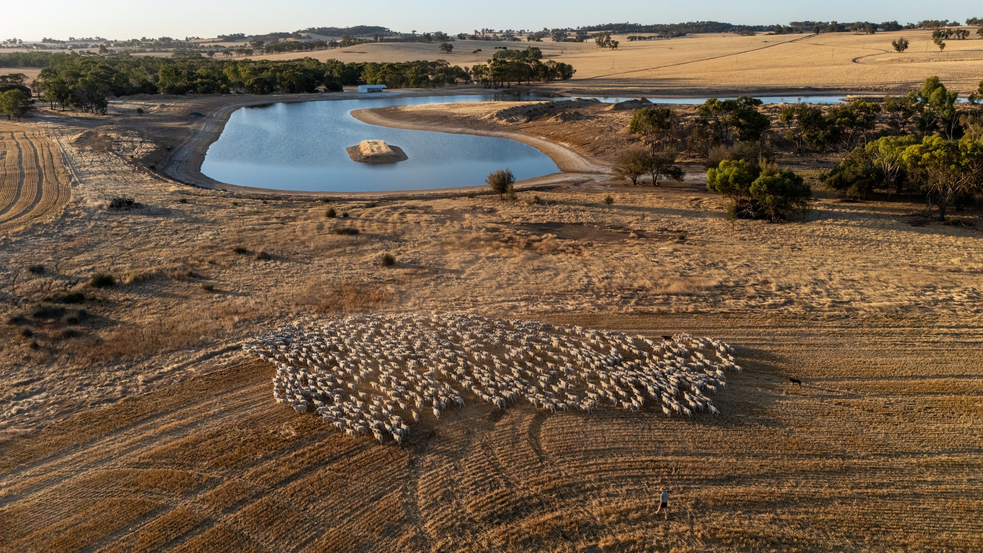 Aerial view of UltraWhite sheep grazing beside a dam at Hillcroft Farms