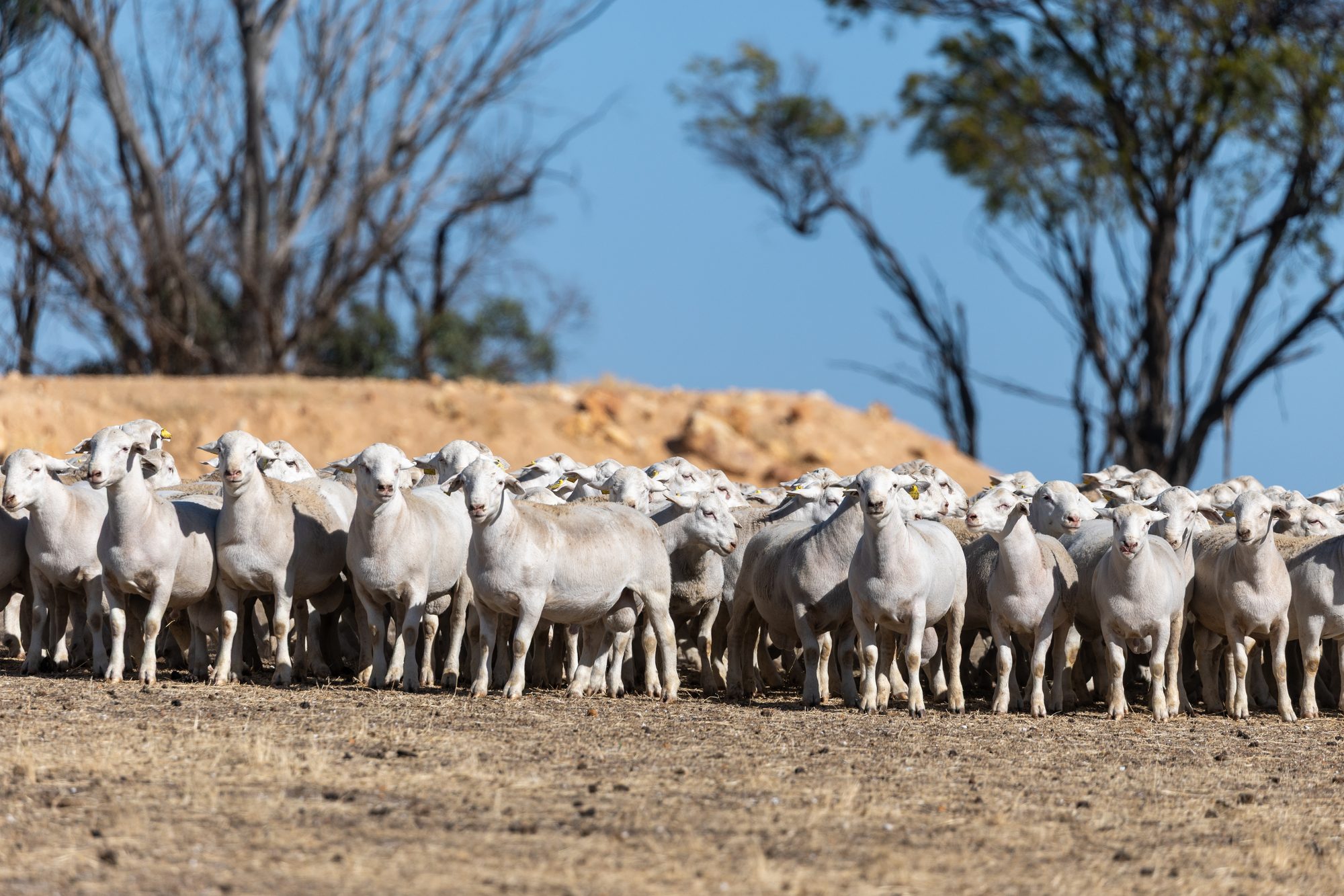 Healthy UltraWhite ewes under a blue sky