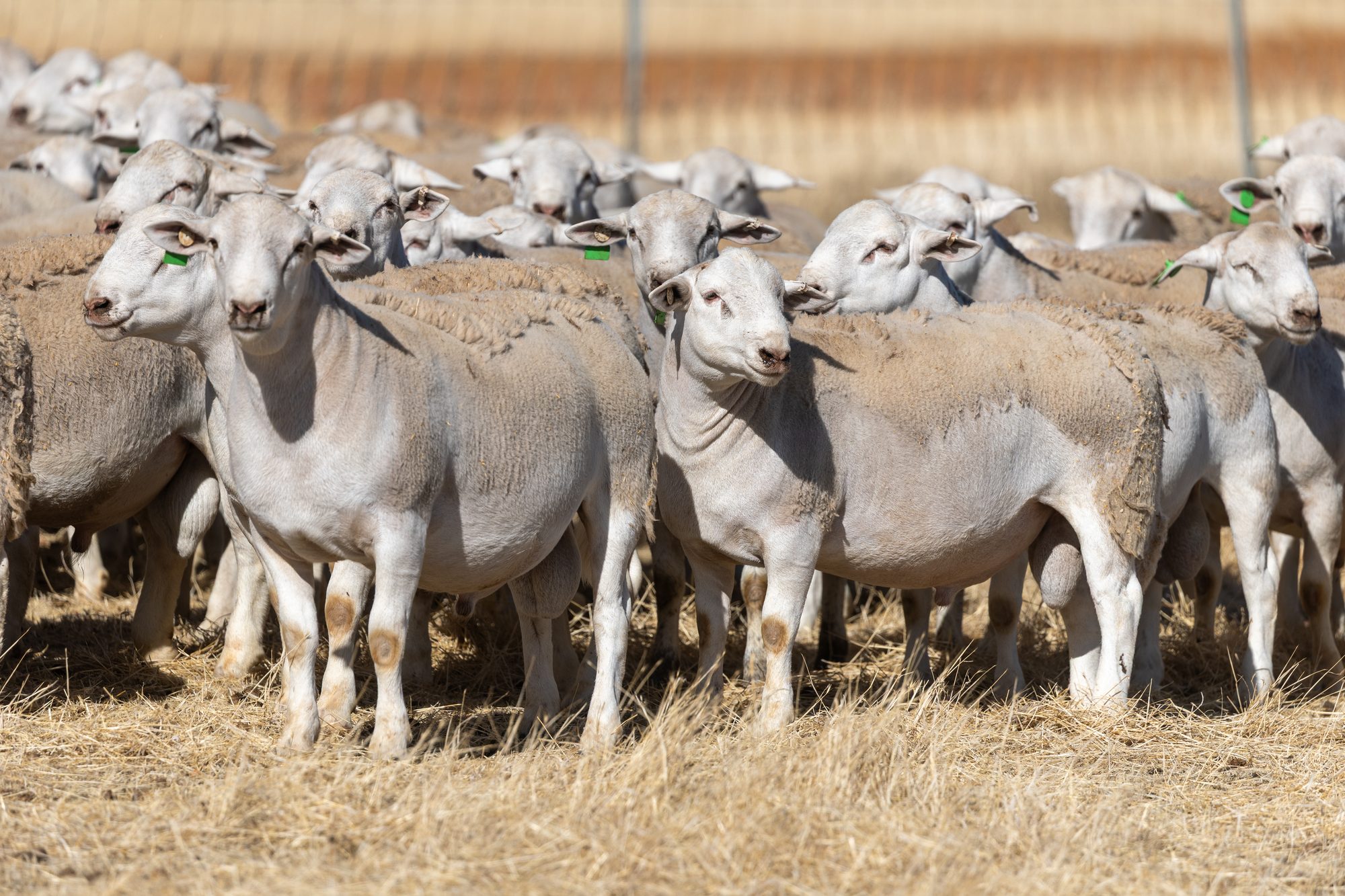 Structurally sound UltraWhite sheep