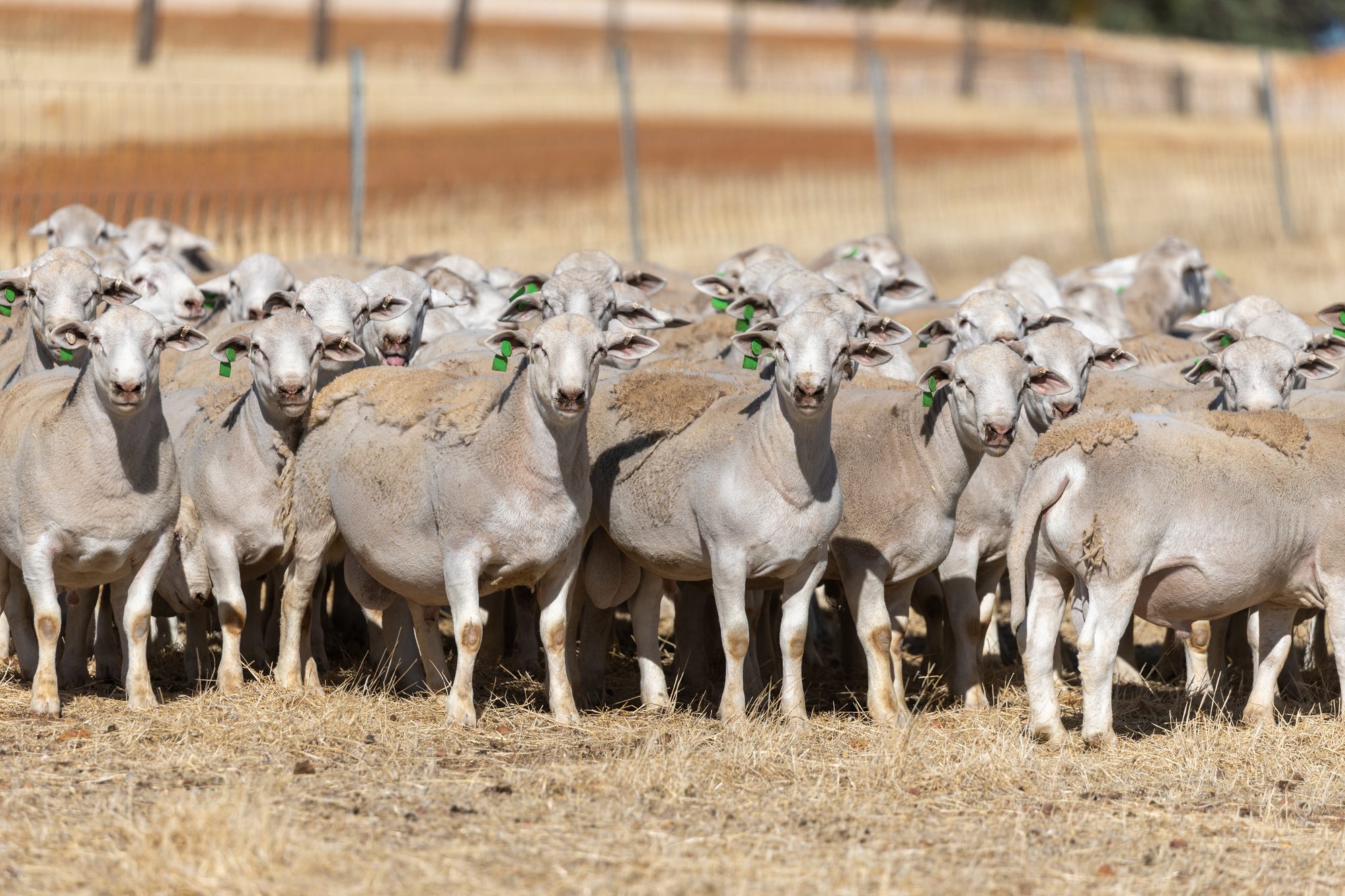 A tight group of UltraWhite sheep facing the camera