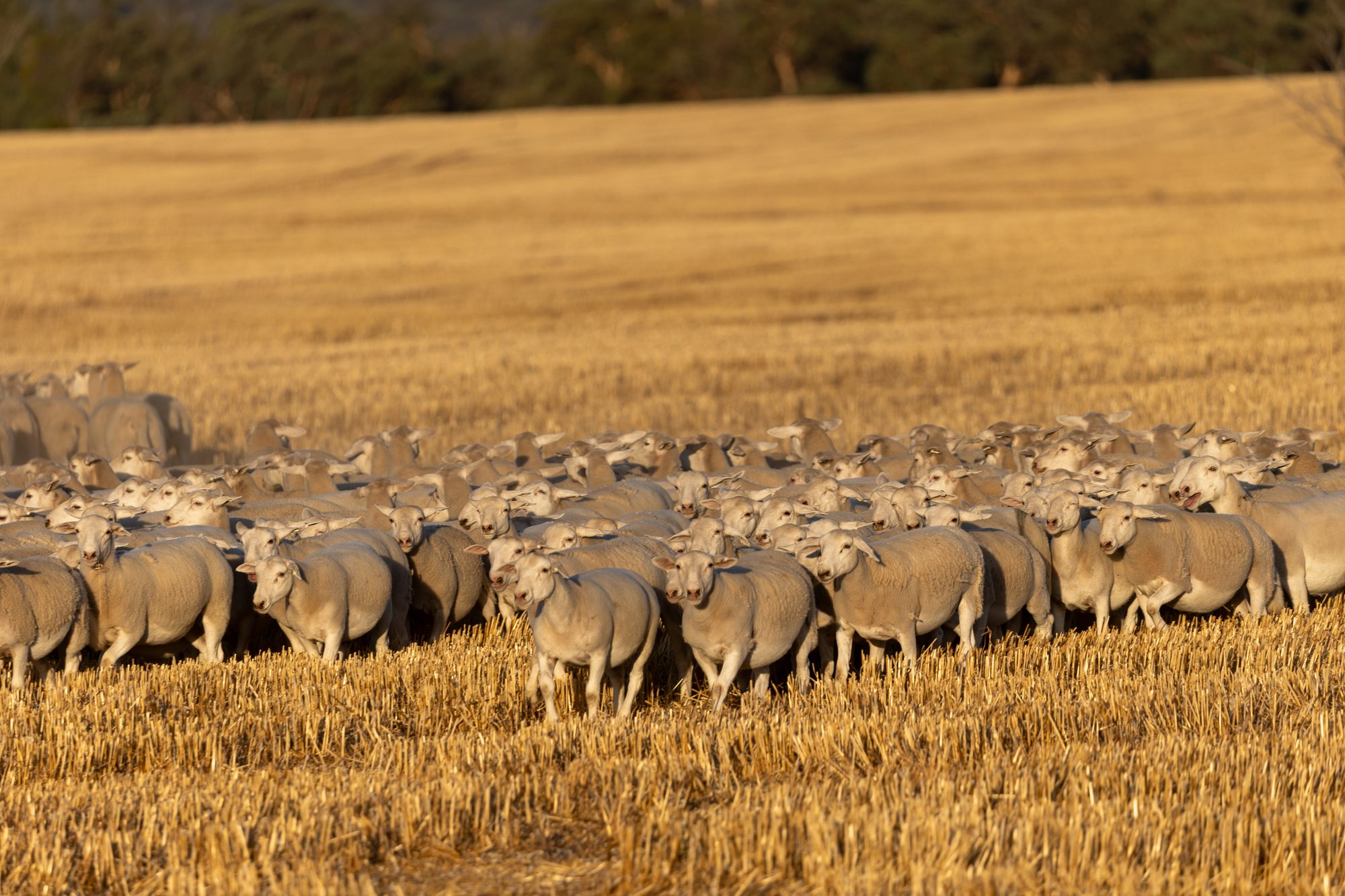 UltraWhite sheep grazing at golden hour