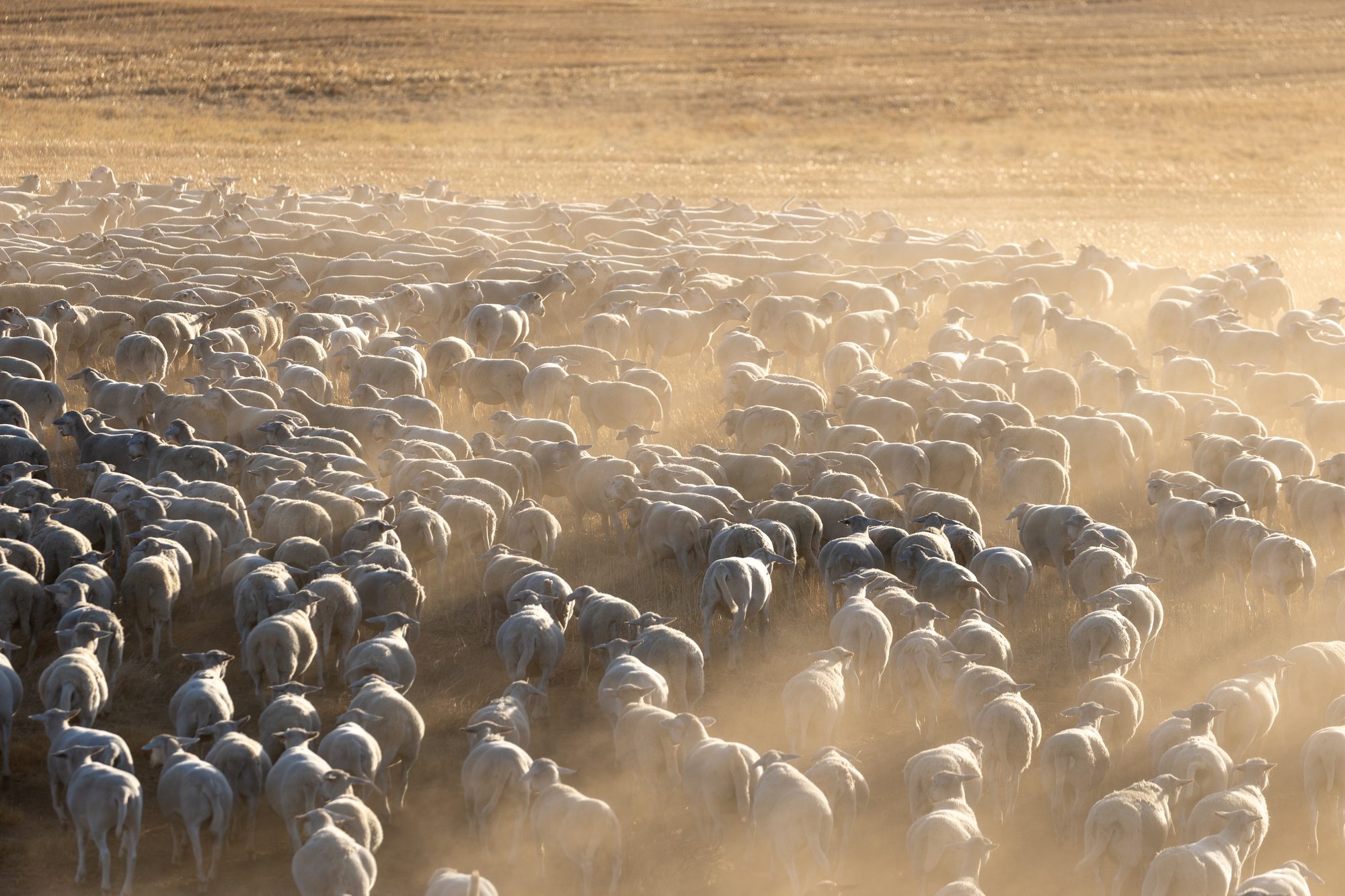 A large mob of UltraWhite sheep moving through golden light