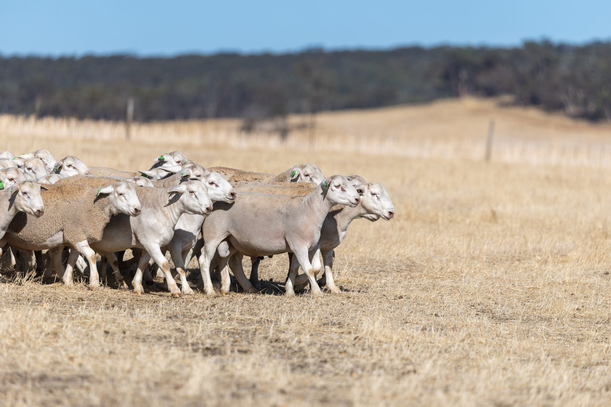 A wide mob of UltraWhite sheep on pasture