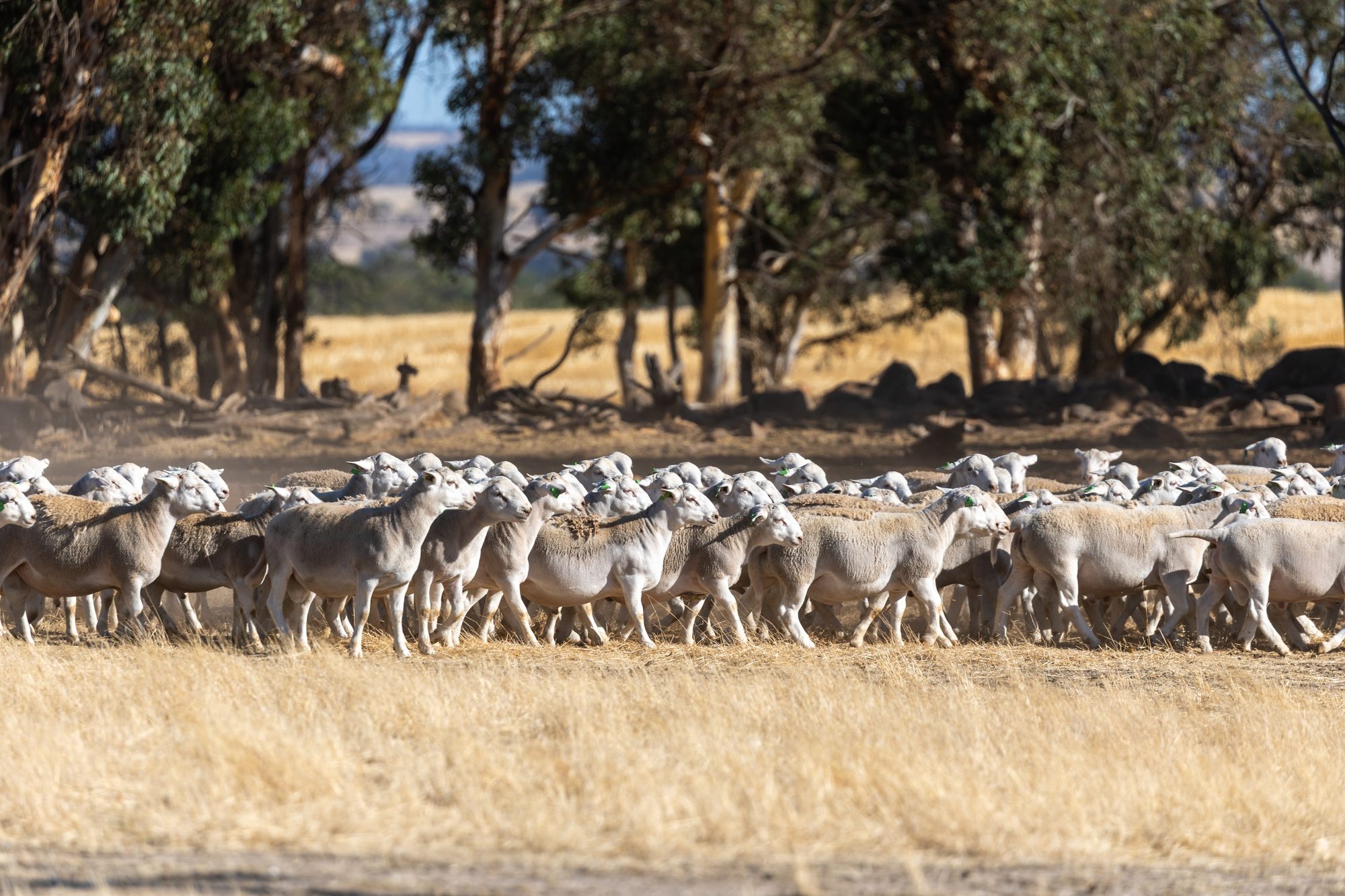UltraWhite sheep moving through a treelined paddock
