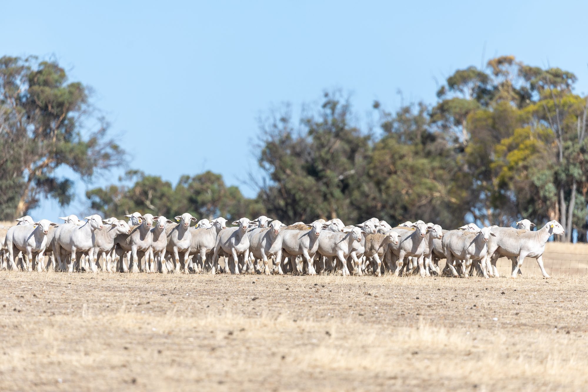 UltraWhite sheep grazing under a gum tree