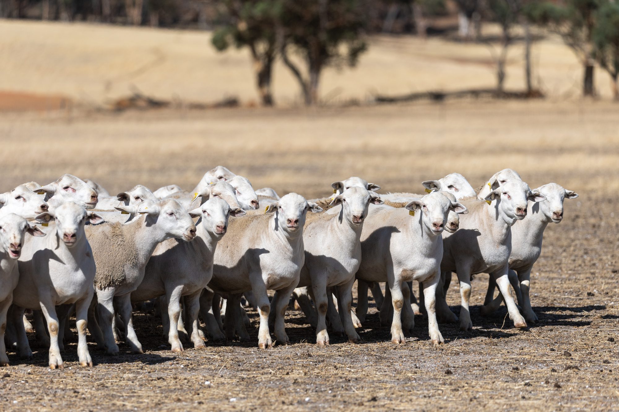 UltraWhite sheep walking across a Western Australian paddock