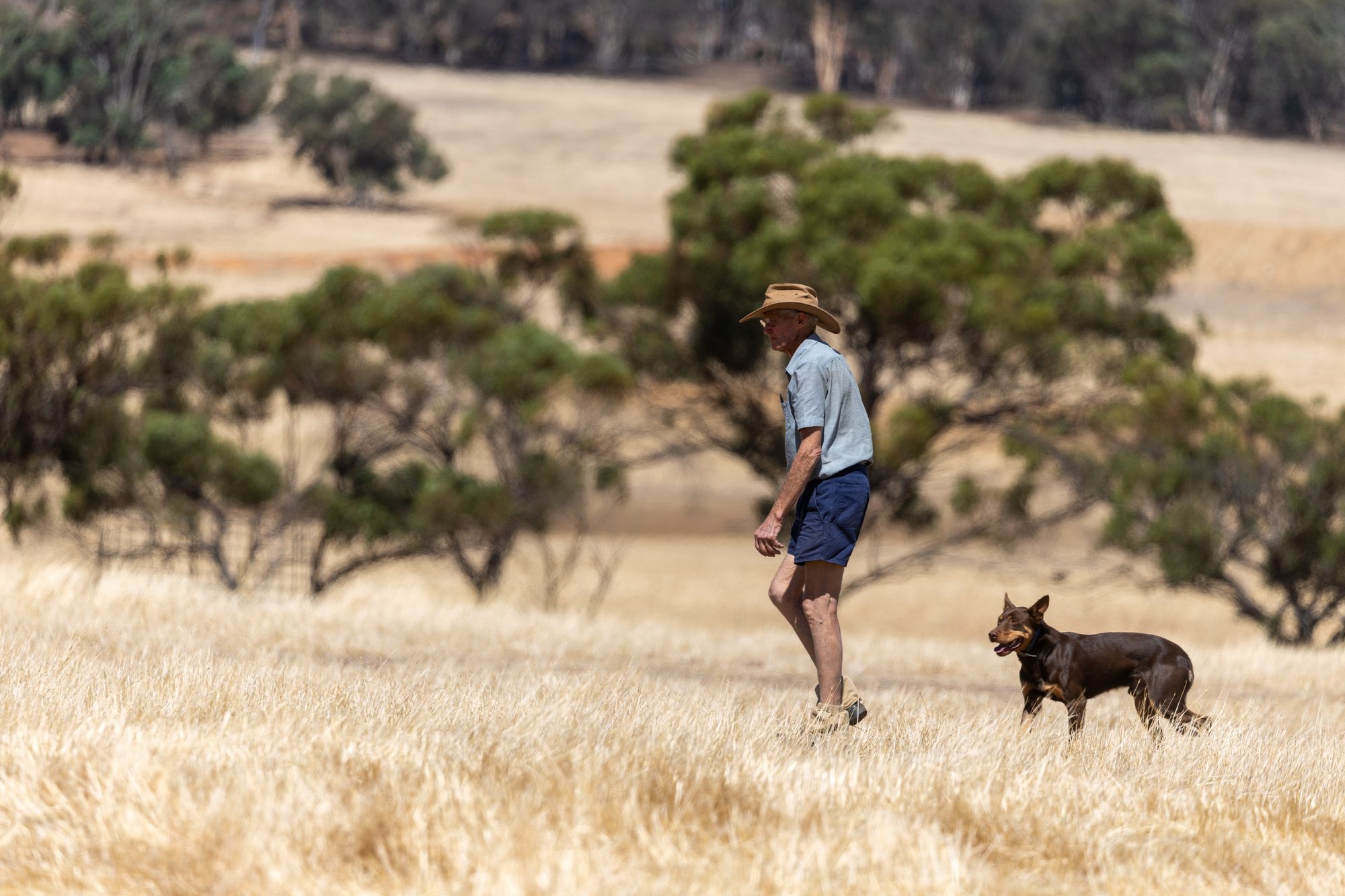 A stockman and working dog moving sheep along a farm track