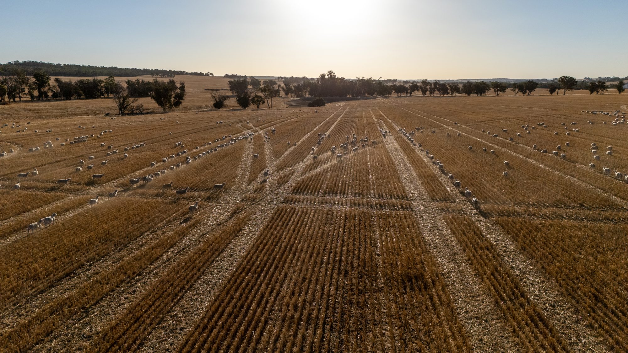 Aerial view of Hillcroft cropping and grazing country