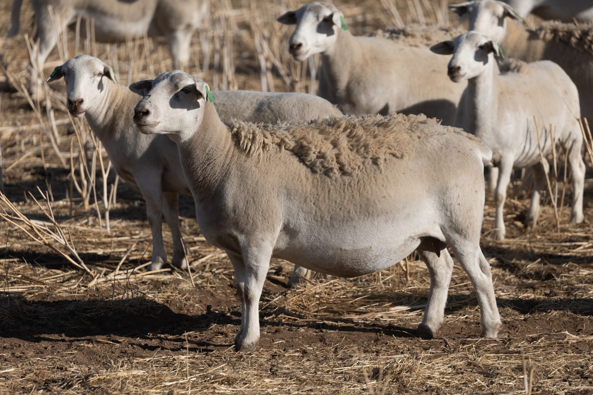 Working with UltraWhite sheep on farm